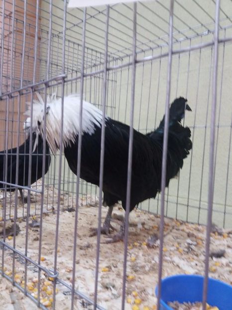 IMG-20171209-WA0036 - MOTATA OLANDEZA