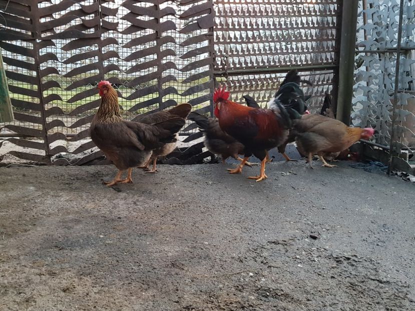  - 5 GAINI ITALIENE 2018