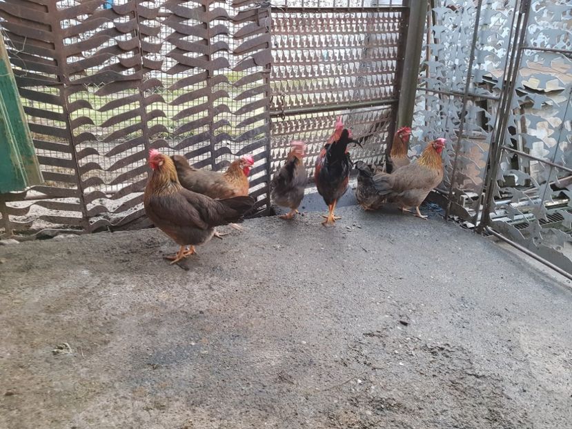  - 5 GAINI ITALIENE 2018