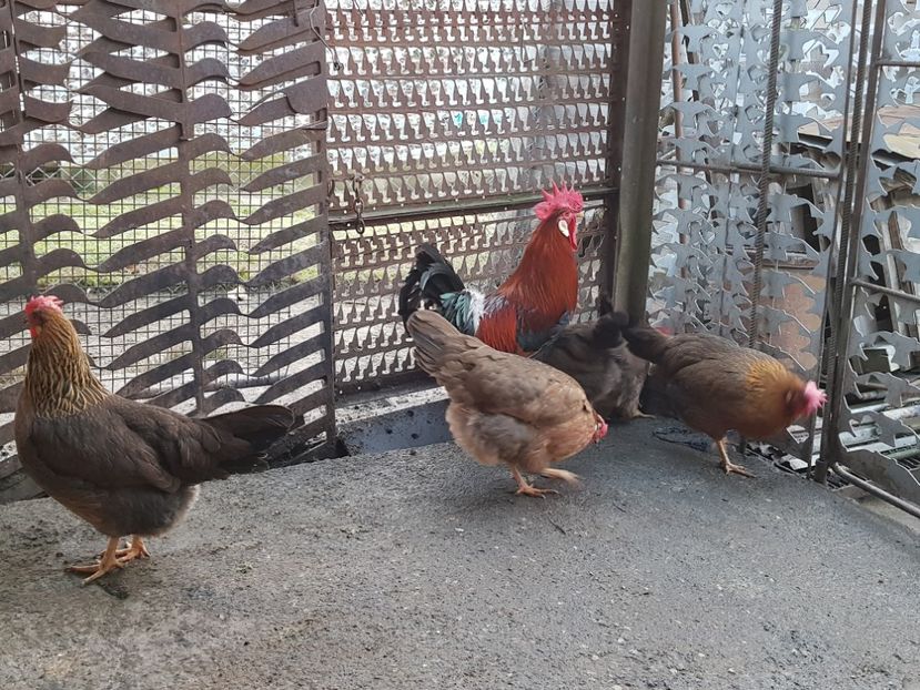  - 5 GAINI ITALIENE 2018