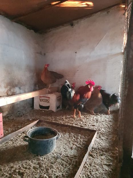  - 5 GAINI ITALIENE 2018