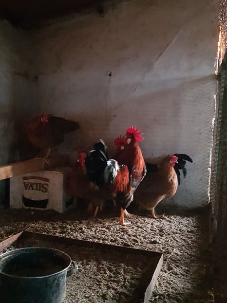  - 5 GAINI ITALIENE 2018