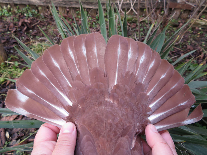 0023 2016 - Chenar la porumbițe