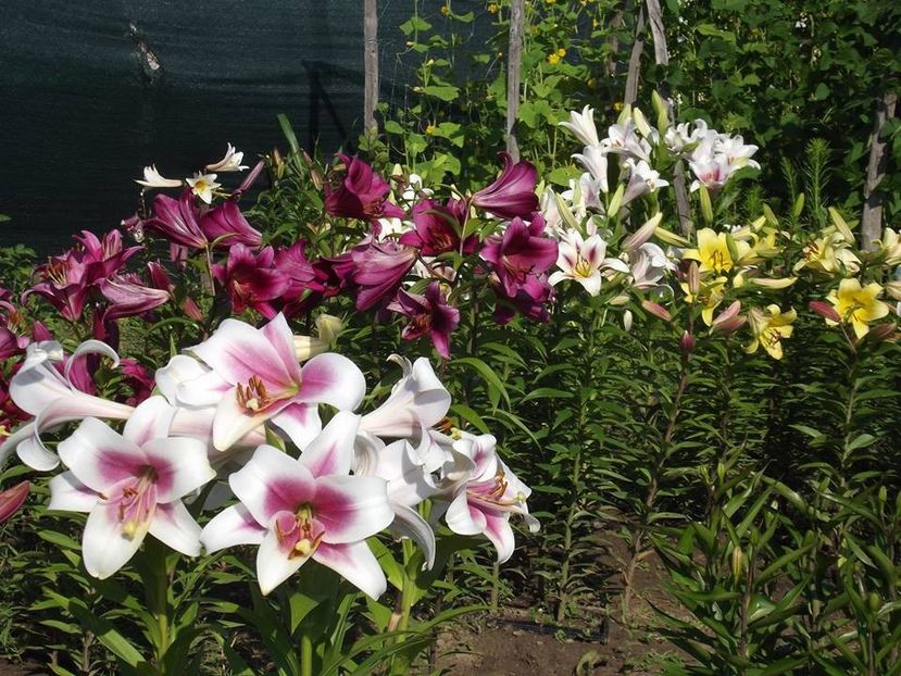  - 2015_06-10_Iunie-Oct