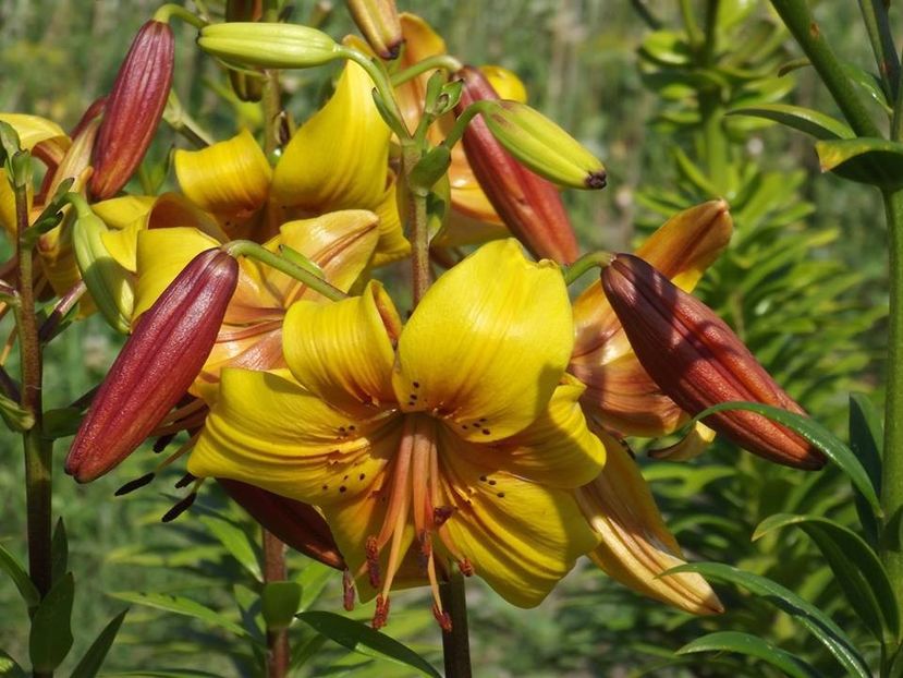  - 2015_06-10_Iunie-Oct