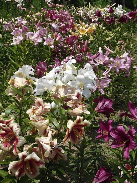  - 2015_06-10_Iunie-Oct