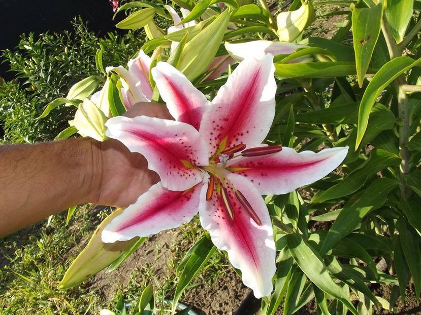  - 2015_06-10_Iunie-Oct