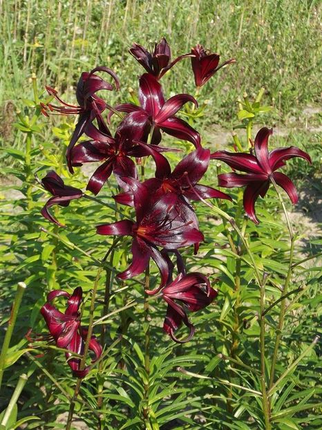  - 2015_06-10_Iunie-Oct