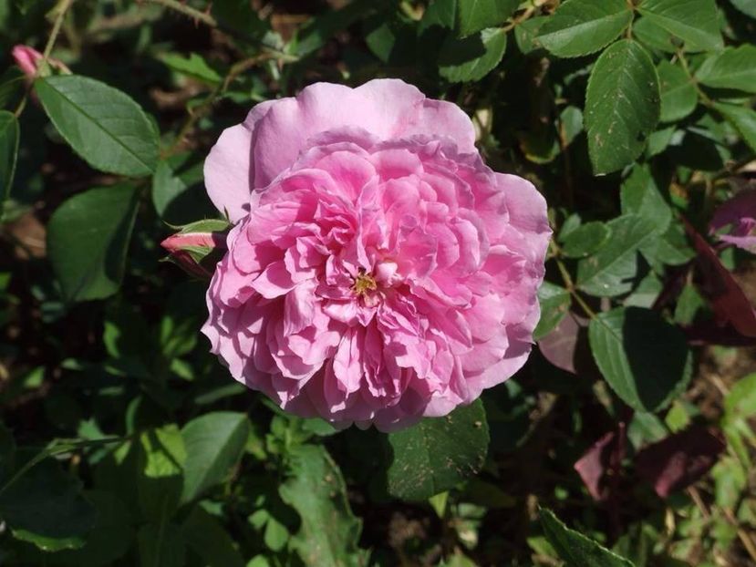 harlow carr - 2015_06-10_Iunie-Oct