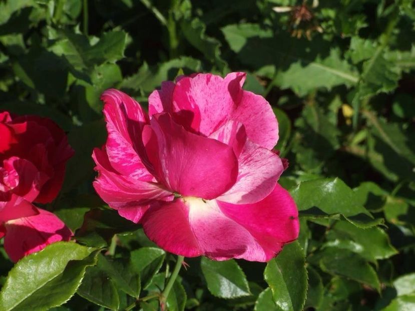 guy savoy - 2015_06-10_Iunie-Oct