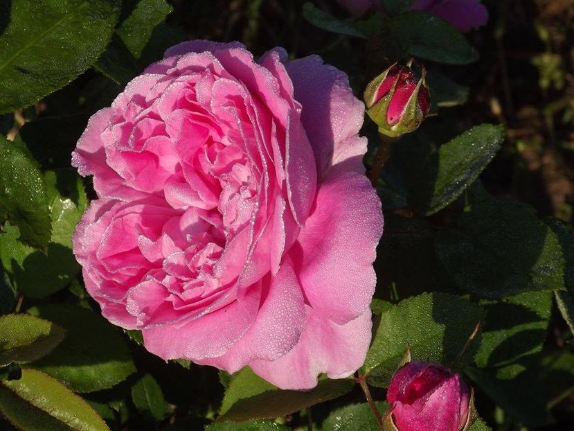 mary rose - 2015_06-10_Iunie-Oct