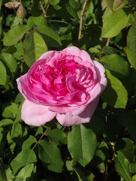 gertrude jekyll - 2015_06-10_Iunie-Oct