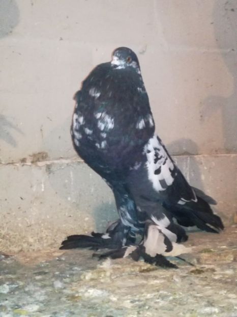  - GUSATI DE POMERANIA