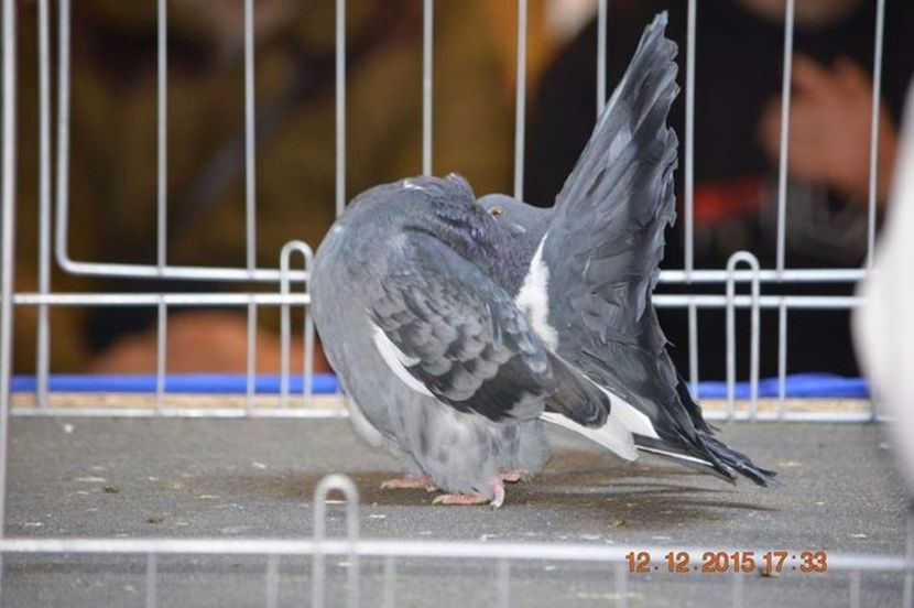 105145112_JPFZBSR - VOLTATI