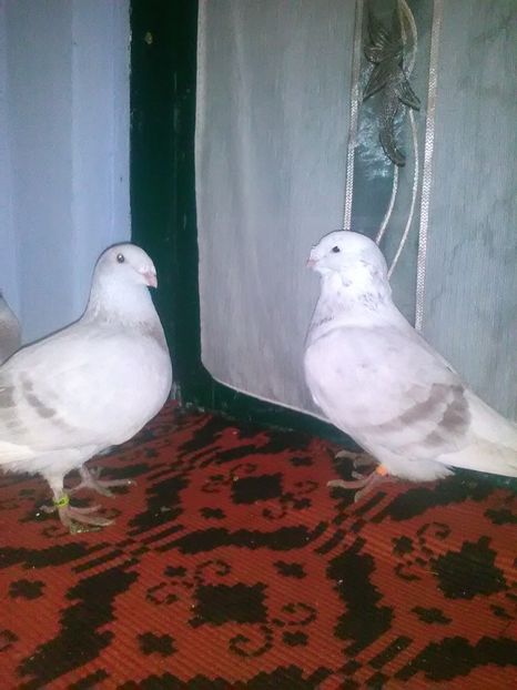 D0i mas - vanzare sau schimb