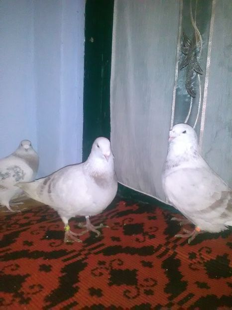  - vanzare sau schimb