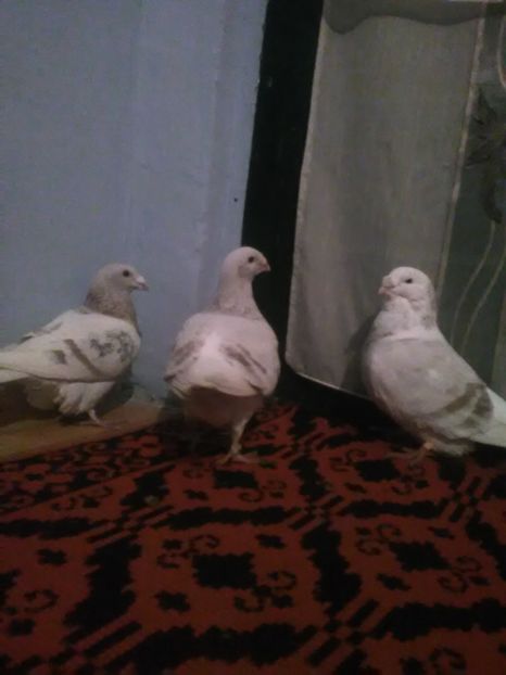 Doi mas și o fata - vanzare sau schimb