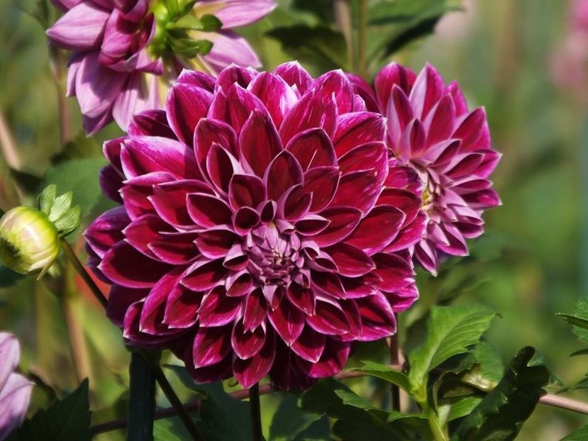  - 2015_06-10_Iunie-Oct