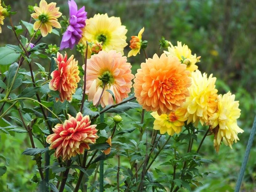  - 2015_06-10_Iunie-Oct