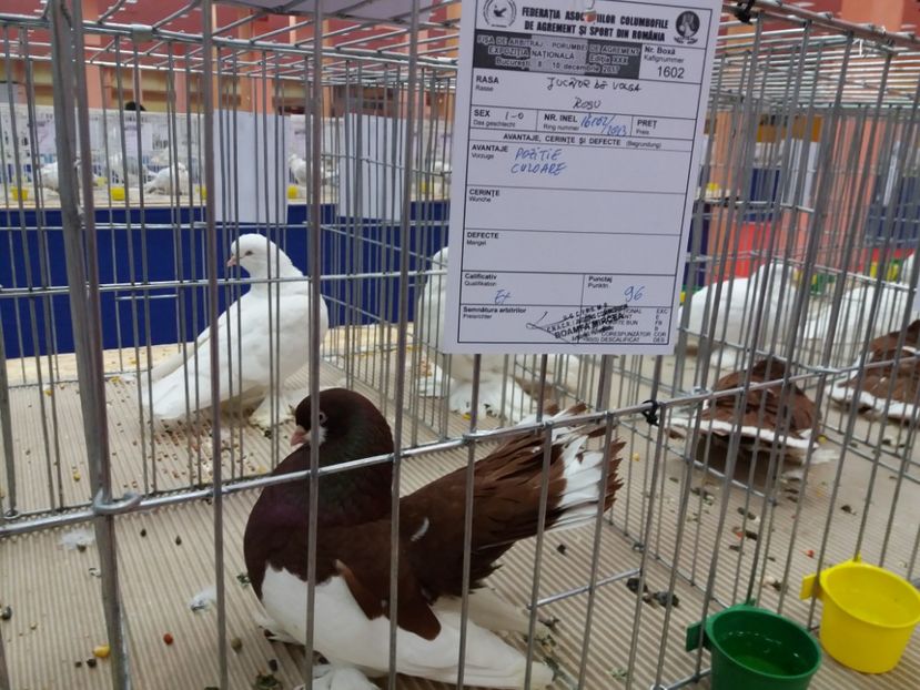  - Expozitia Nationala Bucuresti 2017