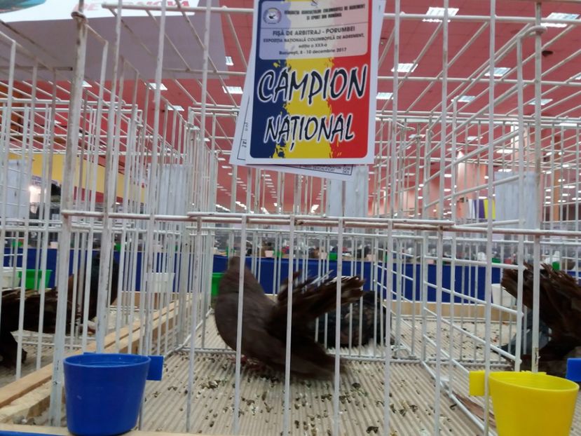  - Expozitia Nationala Bucuresti 2017