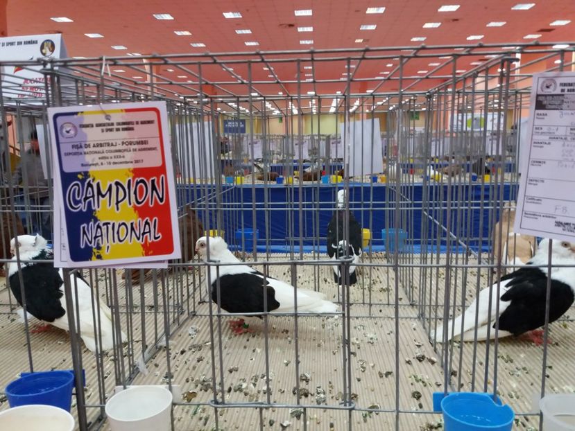  - Expozitia Nationala Bucuresti 2017