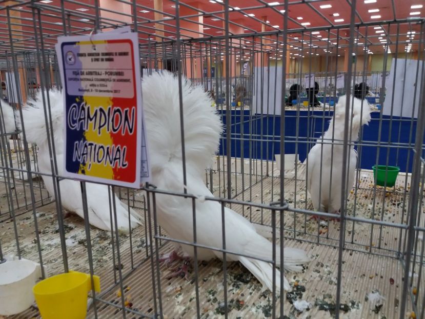  - Expozitia Nationala Bucuresti 2017
