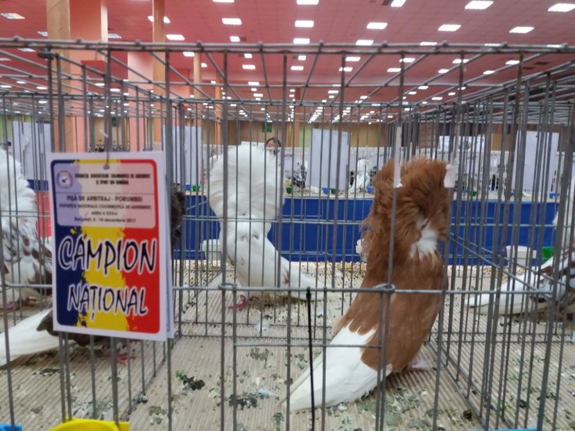  - Expozitia Nationala Bucuresti 2017