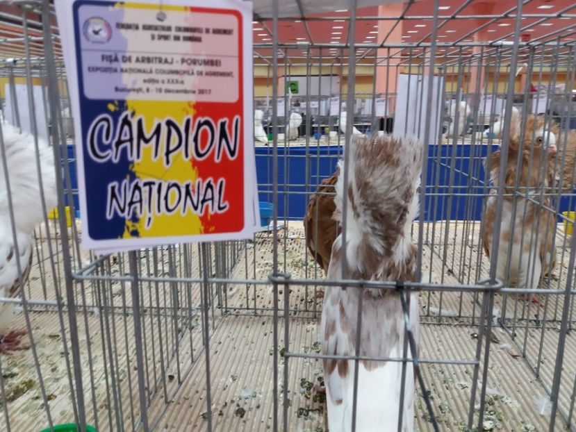  - Expozitia Nationala Bucuresti 2017