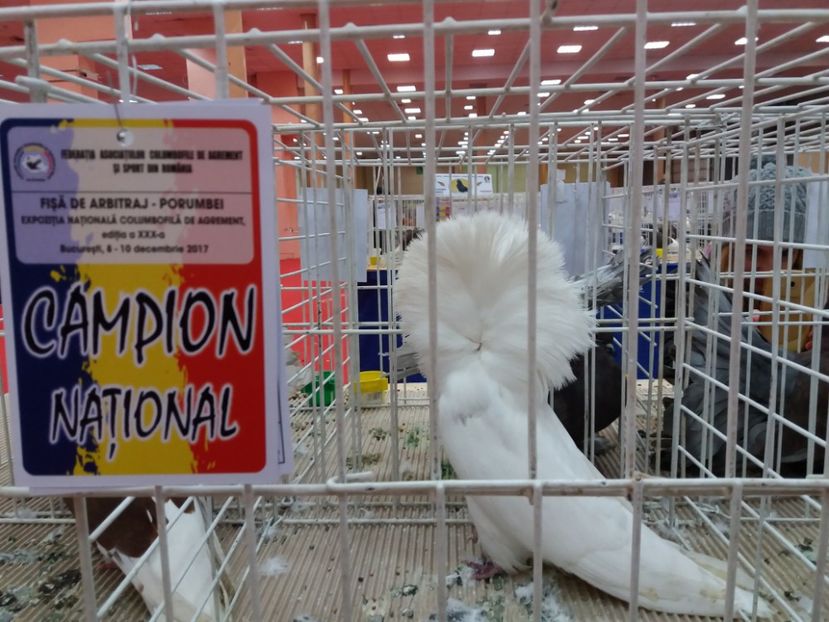  - Expozitia Nationala Bucuresti 2017