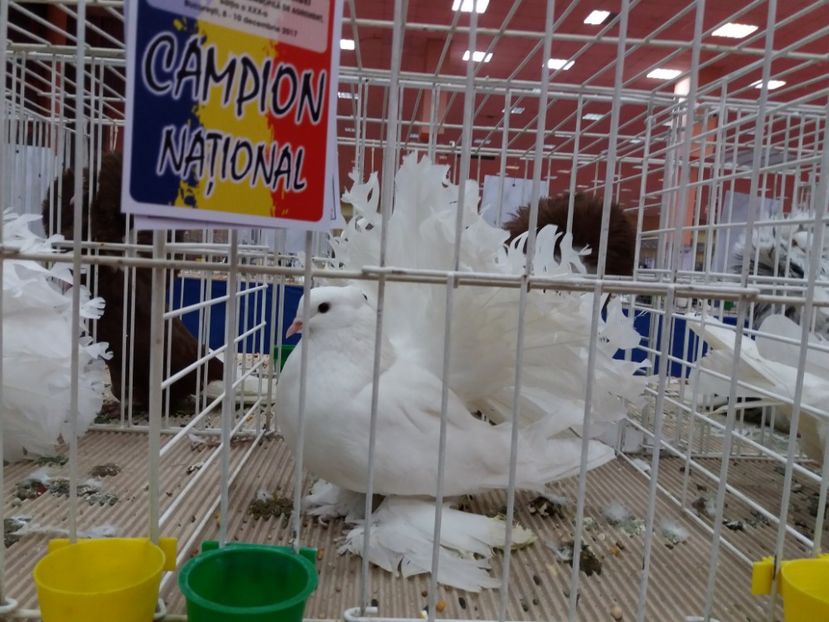  - Expozitia Nationala Bucuresti 2017