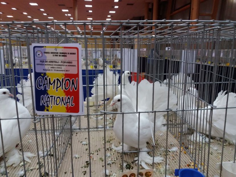  - Expozitia Nationala Bucuresti 2017