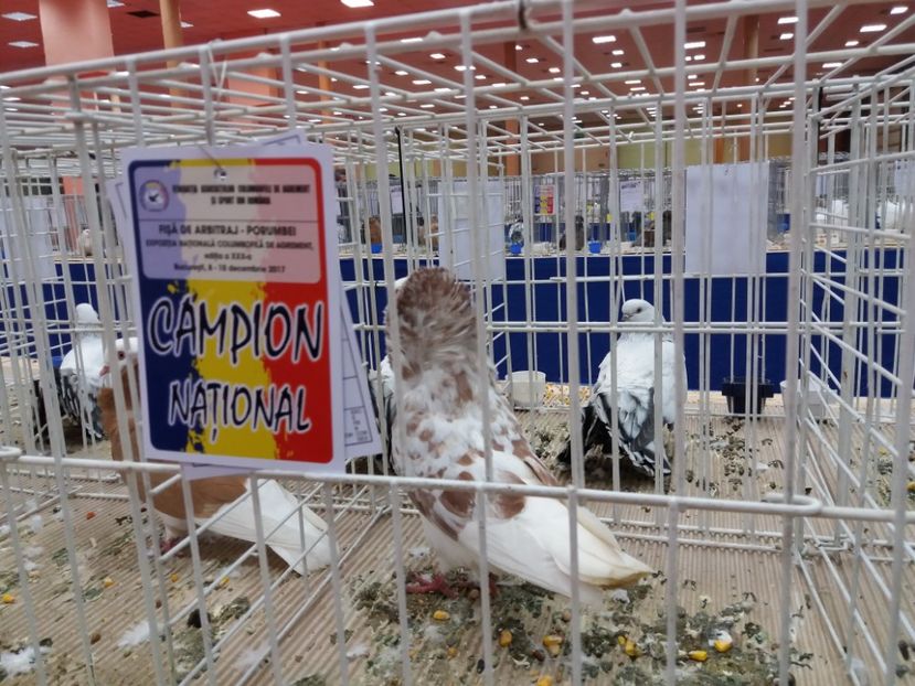  - Expozitia Nationala Bucuresti 2017