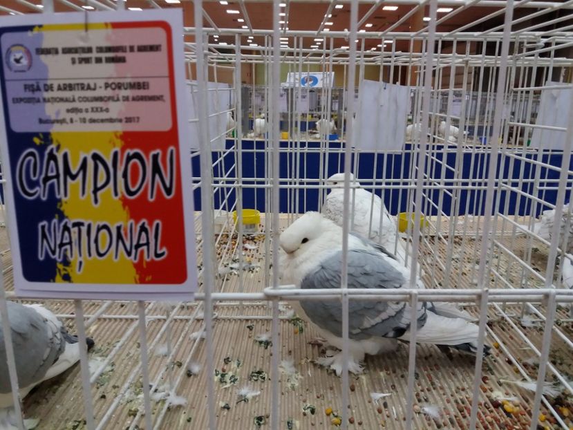  - Expozitia Nationala Bucuresti 2017