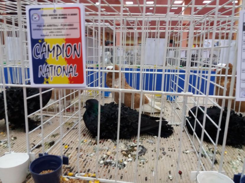  - Expozitia Nationala Bucuresti 2017