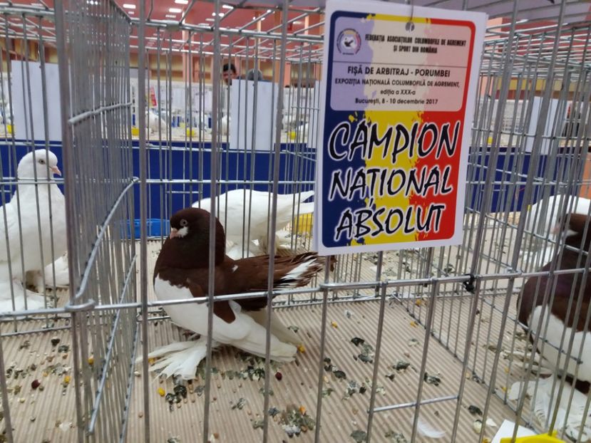  - Expozitia Nationala Bucuresti 2017