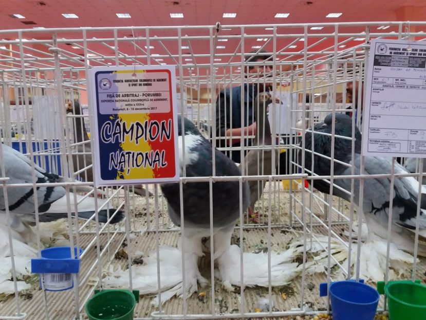  - Expozitia Nationala Bucuresti 2017