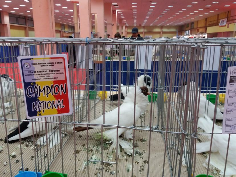  - Expozitia Nationala Bucuresti 2017