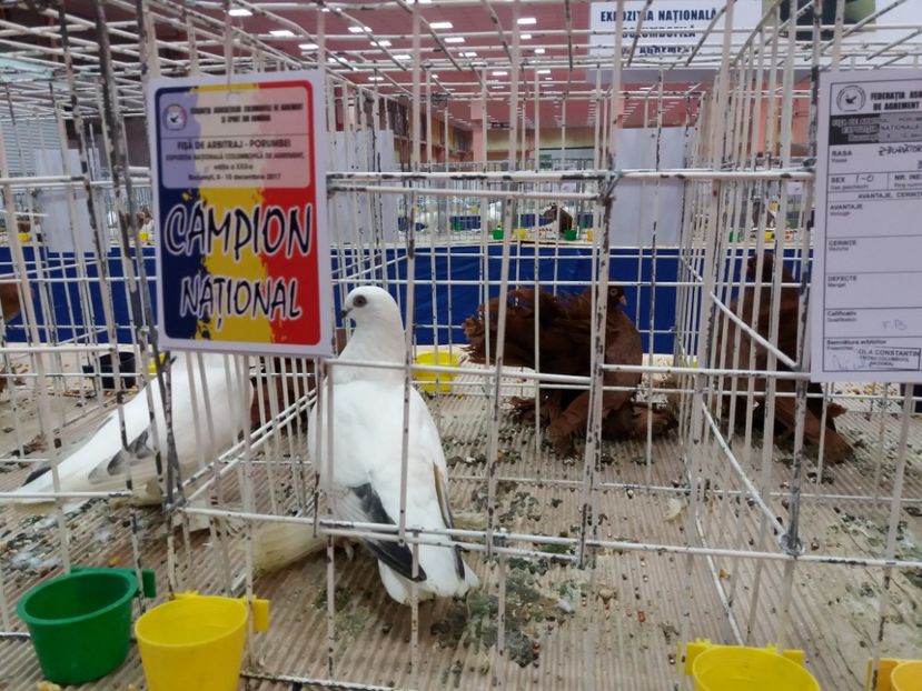  - Expozitia Nationala Bucuresti 2017