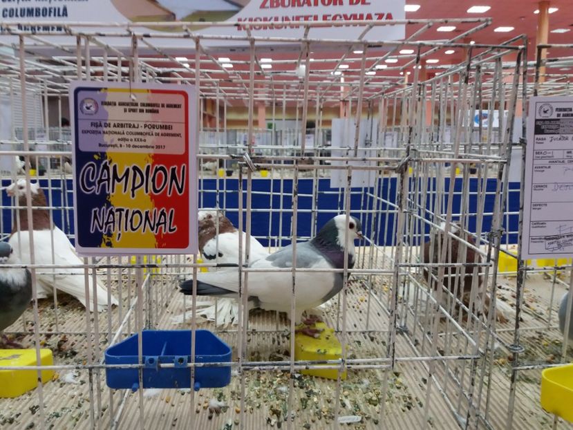  - Expozitia Nationala Bucuresti 2017