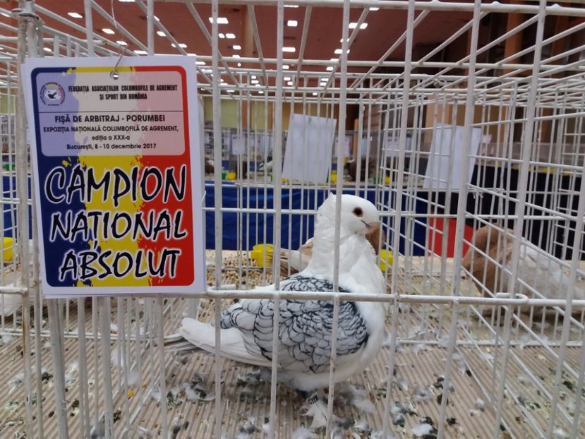 a - Expozitia Nationala Bucuresti 2017