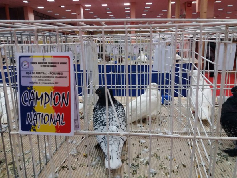 b - Expozitia Nationala Bucuresti 2017