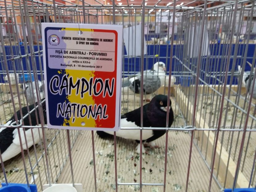 c - Expozitia Nationala Bucuresti 2017