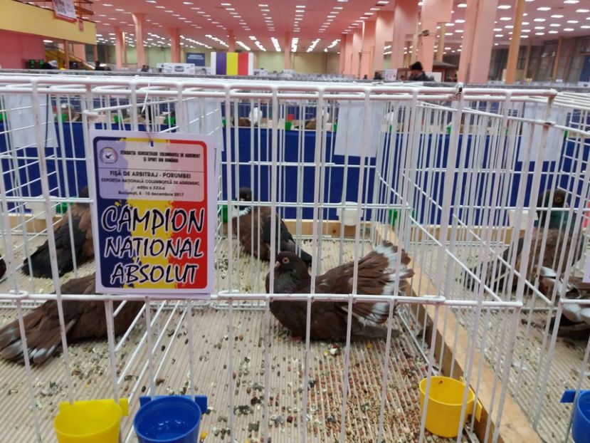 d - Expozitia Nationala Bucuresti 2017