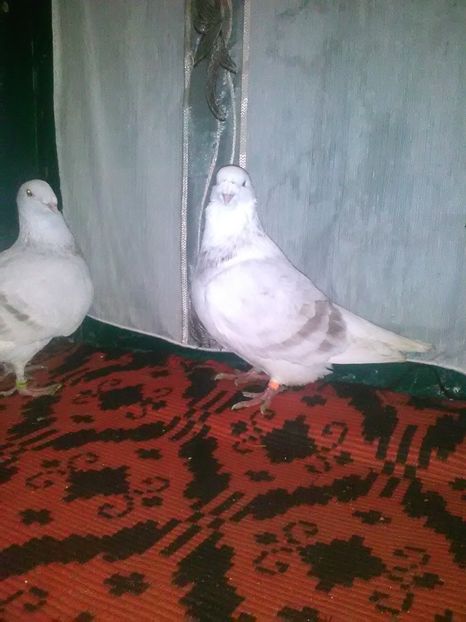  - vanzare sau schimb