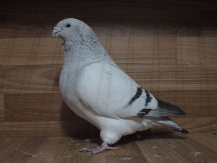 4261-13 - Femele 2018