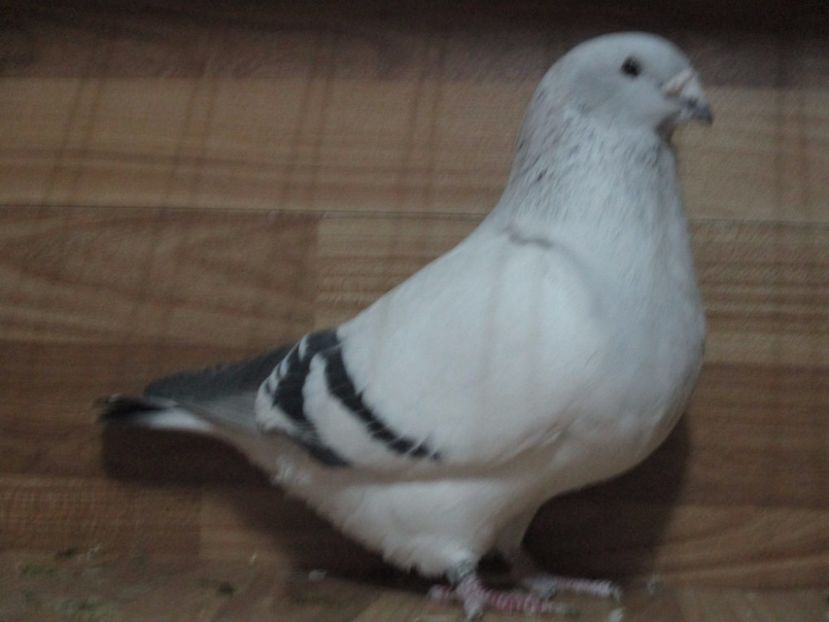 636-14 - Femele 2018