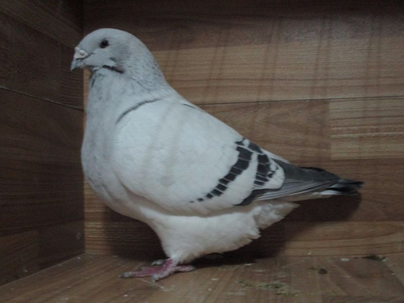 667-14 - Femele 2018