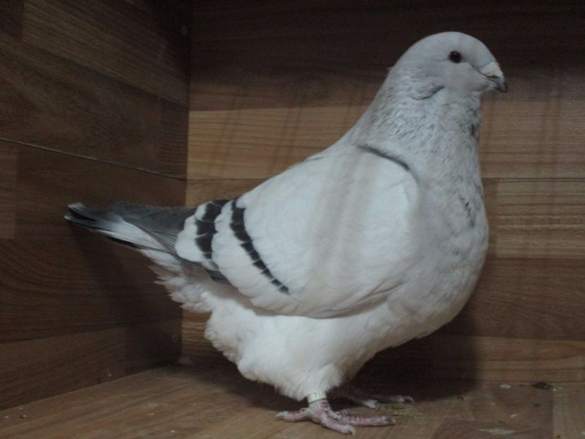 7134-15 - Femele 2018