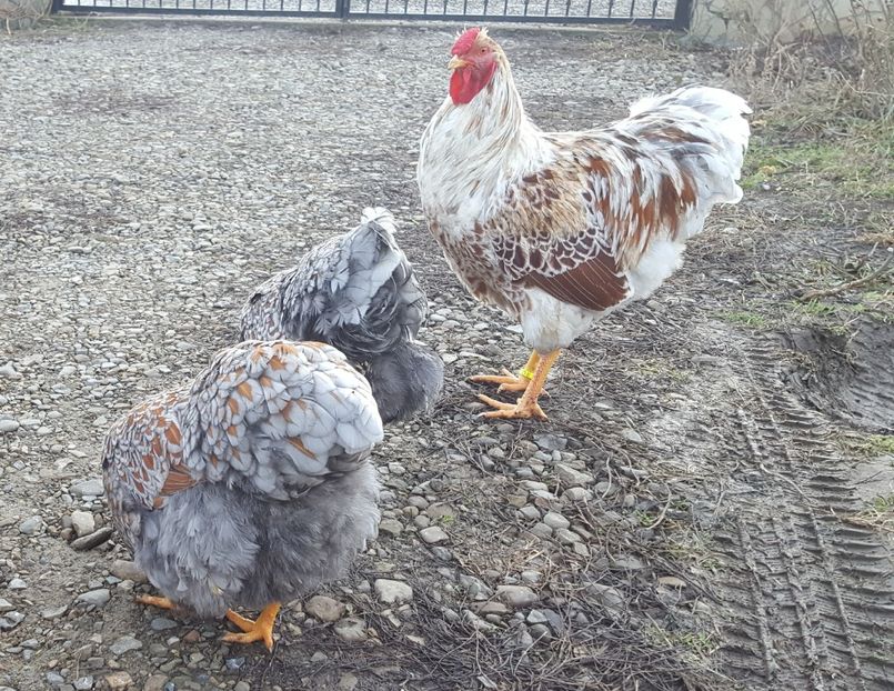  - A- Wyandotte - 2019 - 2020